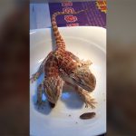 2つの頭を持つトカゲに昆虫を与えてみた動画。