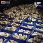 【閲覧注意】ウジだらけのこの場所は下水道？いいえ、レストランの食器洗浄室です。