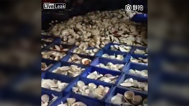 【閲覧注意】ウジだらけのこの場所は下水道？いいえ、レストランの食器洗浄室です。