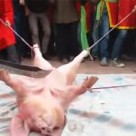 【閲覧注意】ブタを生きたまま”一刀両断”するベトナムのお祭り。
