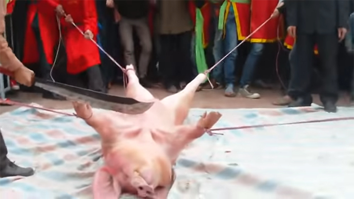 【閲覧注意】ブタを生きたまま”一刀両断”するベトナムのお祭り。