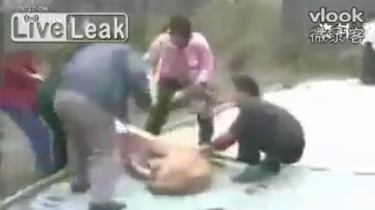 小さな女の子に噛み付いて離さないライオンの動画。