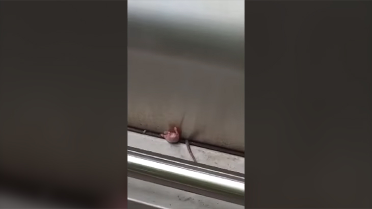 母の日にBBQ。グリル準備中に一転してグロい展開に。