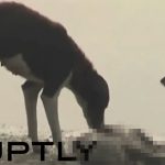 【閲覧注意】インドのガンジス川、死体を動物たちが貪る地獄絵図のグロ動画。