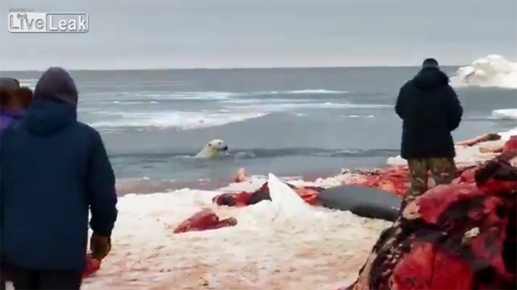 腹をすかせて近づいてきたホッキョクグマを撃ち殺す動画。