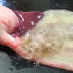 【閲覧注意】魚食えなくなるレベル。魚の中に大量の寄生虫が見つかったグロ動画。