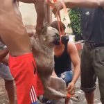 【閲覧注意】夕飯のために犬の血抜きをするグロ動画。