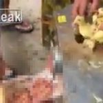 【閲覧注意】”ヒヨコ挽き肉” の作り方、グロ過ぎる。