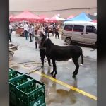 【閲覧注意】路上で普通にロバを解体し始める中国の市場。