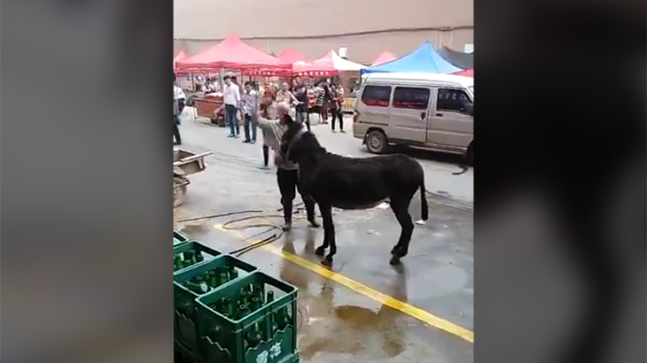 【閲覧注意】路上で普通にロバを解体し始める中国の市場。