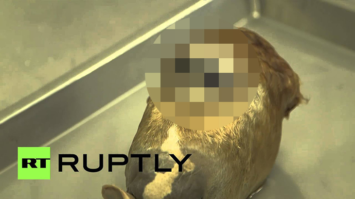 【閲覧注意】目が融合してしまった馬の頭部、サイクロプスの動画。