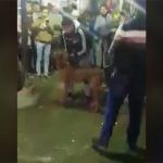 【閲覧注意】8人の人間を襲った犬、怒り狂った群衆に殺される動画。