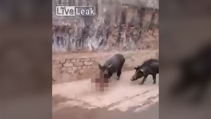 【閲覧注意】豚が食べているのは、人間の赤ちゃん。