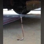 猛毒のクモが猛毒のヘビを捕食している動画。