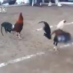 【閲覧注意】ニワトリを戦わせる闘鶏にて、一瞬で首を切断するグロ動画。
