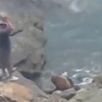 地元の漁師、アシカを岩で殴り殺す動画。