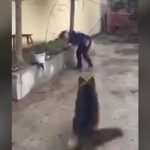 【閲覧注意】花火を口に咥えてしまった犬、爆発して死ぬグロ動画。