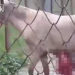 【閲覧注意】馬と牛を同じ檻に入れた。馬の内蔵が飛び出てしまったグロ動画。