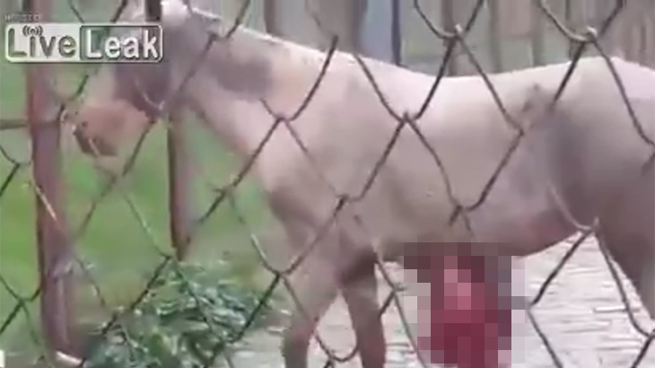 【閲覧注意】馬と牛を同じ檻に入れた。馬の内蔵が飛び出てしまったグロ動画。