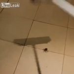 家の中で見つけたクモ、殺そうと叩いたら余計悲惨なことに。