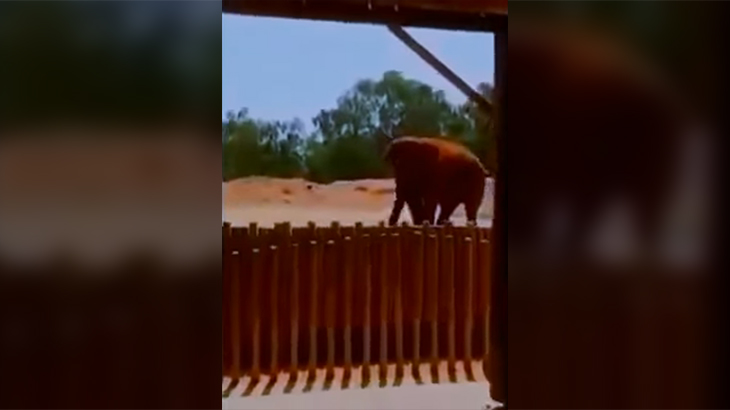 7歳の女の子、ゾウに石を投げられて死亡した動画。