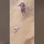 犬を棒で殴って虐待した老婆、逮捕された動画。