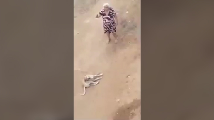 犬を棒で殴って虐待した老婆、逮捕された動画。