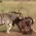 【閲覧注意】自分の子供じゃないために、赤ちゃんを殺すシマウマのグロ動画。