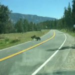 ウシを襲うグリズリーが怖すぎる動画。