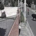 ウシの強さがよく分かる、バイクとウシの衝突事故の動画。