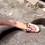 瀕死のネズミをおちょくる女。足の指を噛まれて流血。