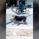 【閲覧注意】犬が何かを咥えていた。近くで見てみると・・・。
