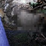 【超！閲覧注意】死んだウサギに群がる超大量のウジ虫。