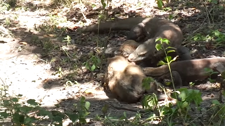 コモドオオトカゲ、子牛と鹿を捕食する?像。