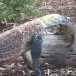 コモドオオトカゲの檻に落ちたリス、捕食されてしまう映像。