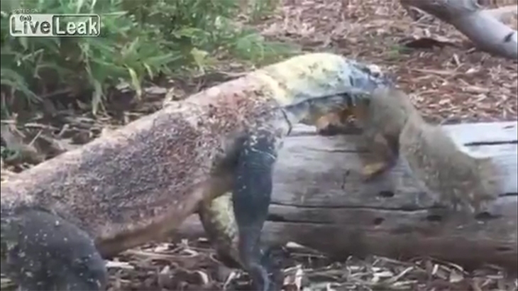 コモドオオトカゲの檻に落ちたリス、捕食されてしまう映像。