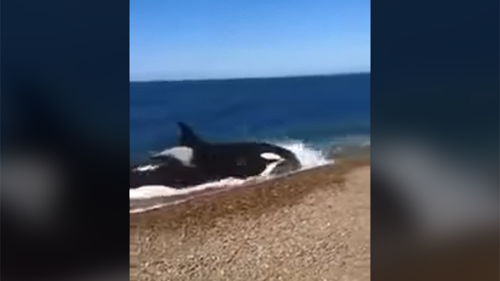 【閲覧注意】血にまみれた浜辺、傷だらけのアザラシ、捕食するシャチ。