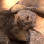 なにやら不思議な声をあげるカメ。お楽しみ中だった模様。