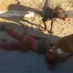 【閲覧注意】この犬は簡単に人を殺す。2匹の犬に殺された少年。