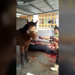 【閲覧注意】売られている「馬肉」はこうして作られる。