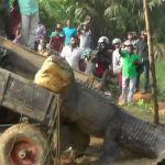 もはや恐竜。5mを越えるワニを川に放つ映像。