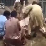 斬首されるウシ、最後の抵抗で男をノックアウト。