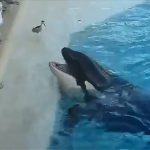 シャチ、飛ぶ鳥すら捕食できてしまう。