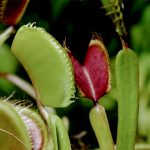 昆虫を捕食する植物。「食虫植物」の世界。