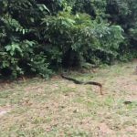 2メートルのヘビをとんでもない方法で捕まえる女性の動画。