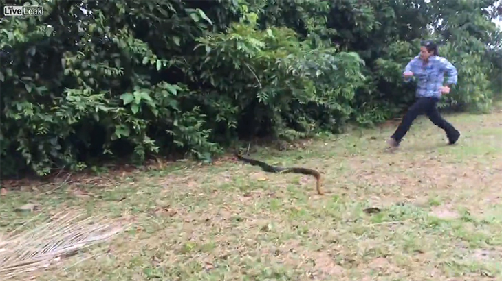 2メートルのヘビをとんでもない方法で捕まえる女性の動画。