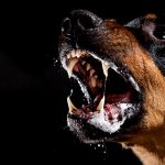 【閲覧注意】中型犬、小型犬を噛み殺すグロ動画。