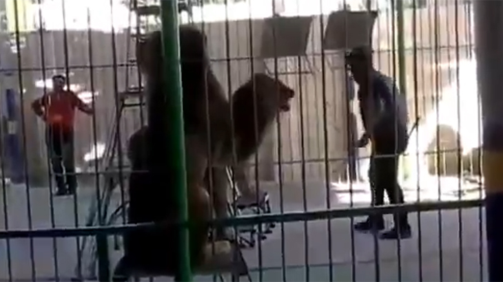 サーカスの調教師、ライオンに首を噛まれて死亡したグロ動画。