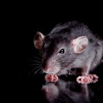 【閲覧注意】ネズミへの報復方法。中国人の場合。