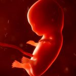 【閲覧注意】中絶される胎児。バラバラにされる体。